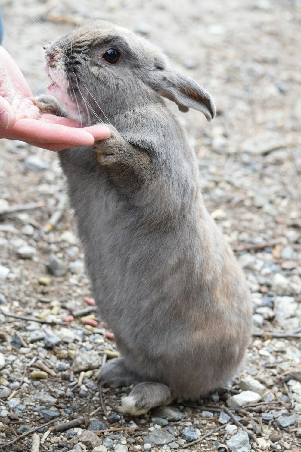 HIROBIRO.ひろしまinトーキョー「うさぎの島」玄関口 にぎわいづくりプロジェクト忠海編を開催しました。